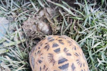 Tortoises kaufen und verkaufen Photo:  for sale 2 Pyxis arachnoides healthy animals!