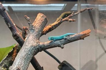 Geckos kaufen und verkaufen Photo: 4.4 Lygodactylus williamsi for Verona Reptiles (06.10.2024)