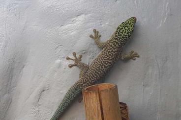 Geckos kaufen und verkaufen Photo: Phelsuma standingi aus Hobbyzucht