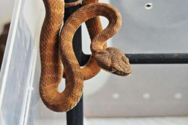 Snakes kaufen und verkaufen Photo: Trimeresurus Andersonii, C. Gramineus, Albolabris,..