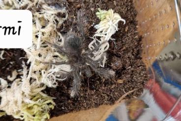 - bird spiders kaufen und verkaufen Photo: Viele verschiedene Vogelspinnen