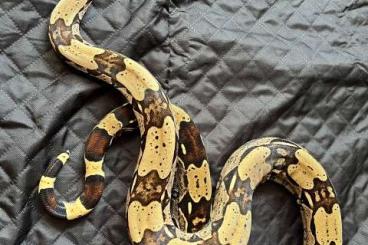 Boas kaufen und verkaufen Foto: Hamm: 1.1 Boa constrictor constrictor Belem/Nordbrasilien