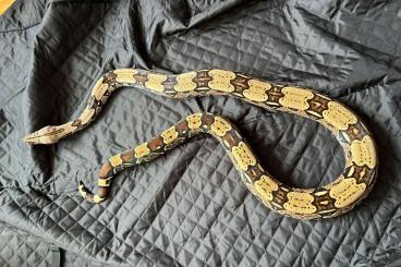 Boas kaufen und verkaufen Foto: 1.1 Boa constrictor constrictor Nordbrasilien (Belem)