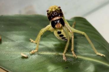 Insekten kaufen und verkaufen Foto: Black-face Pitbull predatory katydid (Lirometopum cf. coronatum) pairs