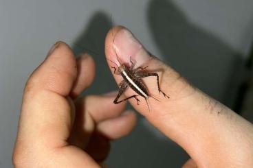 Insekten kaufen und verkaufen Foto: Eneoptera cf. surinamensis "Paraty" available 