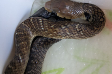 Snakes kaufen und verkaufen Photo: 4.3 Drymarchon m. Unicolor Snakes kaufen und verkaufen Photo: 4.3 Drymarchon m. Unicolor