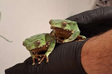 Frösche  kaufen und verkaufen Foto: Phyllomedusa Bicolo, Pipa pipa, Bufo Asper 