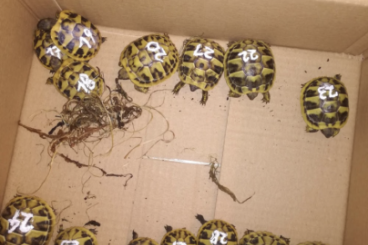 Tortoises kaufen und verkaufen Photo: Testudo Hermanni beotgerie