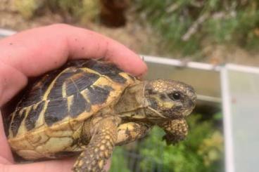 Landschildkröten kaufen und verkaufen Foto: Testudo hermanni hermanni Sizilien