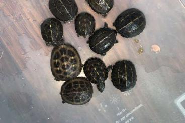 Turtles and Tortoises kaufen und verkaufen Photo: Kinosternon baurii 0,0,10