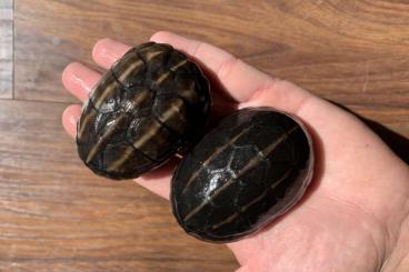 Schildkröten  kaufen und verkaufen Foto: 1,1 Kinosternon baurii CB 2021