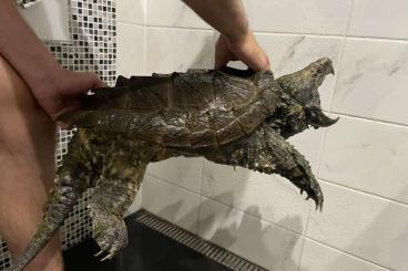 Schildkröten  kaufen und verkaufen Foto: Macrochelys temminckii adult 1,0 
