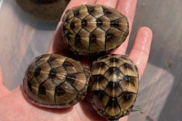 Schildkröten  kaufen und verkaufen Foto: CB Kinosternon baurii 0,0,5