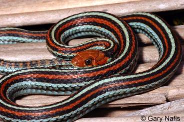 Schlangen kaufen und verkaufen Foto: Search Thamnophis sirtalis tetrataenia for Hamm 