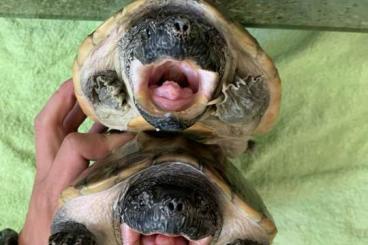 Schildkröten  kaufen und verkaufen Foto: Staurotypus triporcatus 0,2 adult 