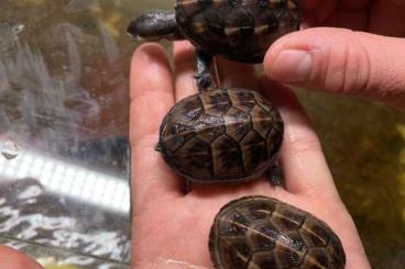 Turtles and Tortoises kaufen und verkaufen Photo: 2,4 Kinosternon baurii different bloodlines 