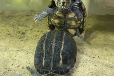 Turtles and Tortoises kaufen und verkaufen Photo: 2,4 Kinosternon baurii different bloodlines 