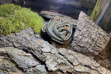 Snakes kaufen und verkaufen Photo: Searching 1,0 Thamnophis HAMM 