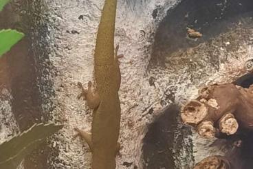 Geckos kaufen und verkaufen Photo: Goldstaub Taggeckos Phelsuma laticauda