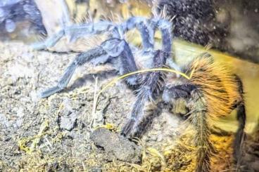 - bird spiders kaufen und verkaufen Photo: VS-Männer für Hockenheim 