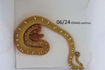 Boas kaufen und verkaufen Foto: corallus caninus Surinam NZ 12.02.2024