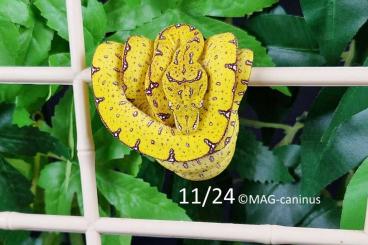 Pythons kaufen und verkaufen Foto: morelia viridis Jayapura NZ 02/2024