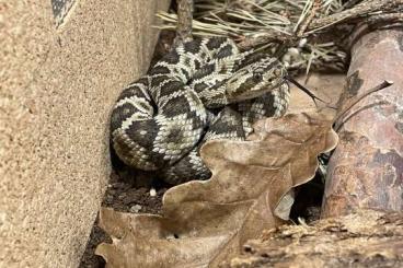 Venomous snakes kaufen und verkaufen Photo: Notfall Abgabe: Naja samarensis, Crotalus molossus