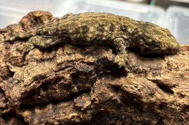 Geckos kaufen und verkaufen Foto: Rhacodactylus leachianus