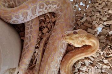 Pythons kaufen und verkaufen Photo: Caramel Tigerpython NZ 2024 Burmese Python
