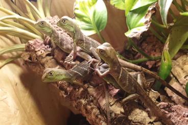 Agamen kaufen und verkaufen Foto: 0.0.3 Chinese Water Dragons