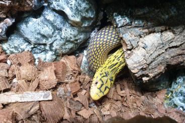 Nattern ungiftige  kaufen und verkaufen Foto: 1.1 Elaphe carinata het hypo