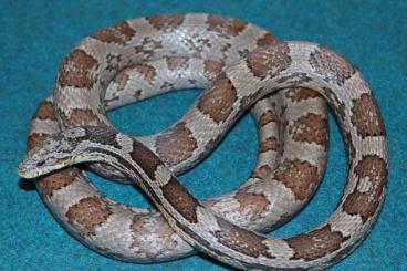 Colubrids kaufen und verkaufen Photo: Kornnattern / Corn snakes (Pantherophis guttatus)