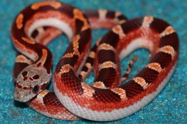 Nattern ungiftige  kaufen und verkaufen Foto: Corn snakes (Pantherophis guttatus) CB2024