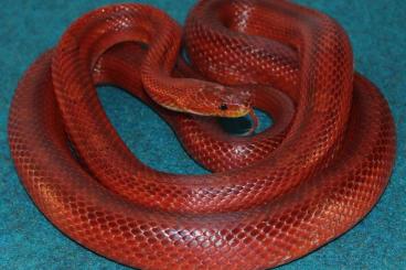 Colubrids kaufen und verkaufen Photo: Corn snakes (Pantherophis guttatus) CB204 & adults