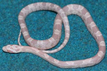 Nattern ungiftige  kaufen und verkaufen Foto: Kornnattern / Corn snakes (Pantherophis guttatus)