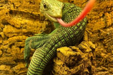 Monitor lizards kaufen und verkaufen Photo: 1.0 Varanus Prasinus for sale