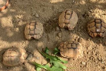 Tortoises kaufen und verkaufen Photo: Ägyptische Landschildkröten Testudo kleinmanni 