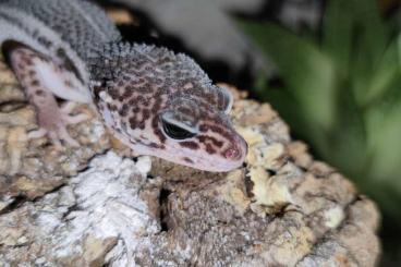 Geckos kaufen und verkaufen Foto: 0.1 MSS Black Night Leopardgecko