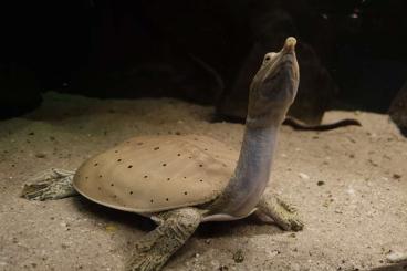 Sumpfschildkröten kaufen und verkaufen Foto: Apalone spinifera hartwegi Männchen/ male