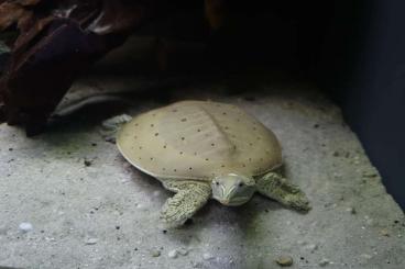 Sumpfschildkröten kaufen und verkaufen Foto: Apalone spinifera hartwegi