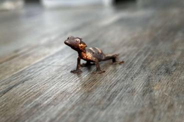 Geckos kaufen und verkaufen Photo: Uroplatus species for hamm September 