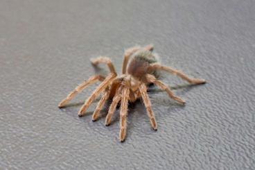 - bird spiders kaufen und verkaufen Photo: Biete folgende Tiere zur Abgabe 