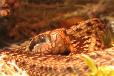 Venomous snakes kaufen und verkaufen Photo: 1.1.(Vipera eriwanensis).