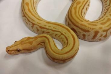 Snakes kaufen und verkaufen Photo: Hypo Caramel Labyrinth - Burmese Python 