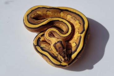 Ball Pythons kaufen und verkaufen Photo: 2024 Hatchlings, for Hamm or Houten