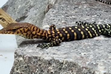 Lizards kaufen und verkaufen Photo: 0.0.2 Varanus Pilbarensis DNZ´24