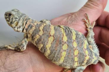 Echsen  kaufen und verkaufen Foto: 1.0 Uromastyx Ornata NZ'23 