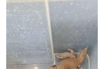 Lizards kaufen und verkaufen Photo: 1.3 Varanus Kingorum CB'23 & CB'24