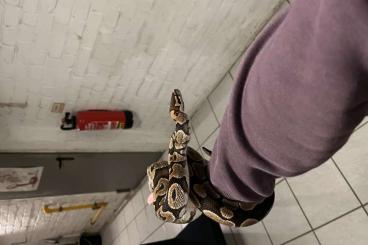 Ball Pythons kaufen und verkaufen Photo: 100% het. Albino DNZ 2020 male Ball Pythons kaufen und verkaufen Photo: 100% het. Albino DNZ 2020 male
