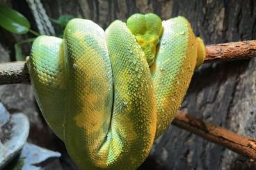 Pythons kaufen und verkaufen Foto: Baumpython high yellow Biak 0.1